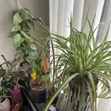 Image result for Chlorophytum bowkeri