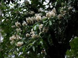Image result for Craibia grandiflora