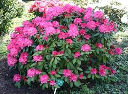 Blogger Azalea Flower Deer Resistant Garden Deer Resistant Plants