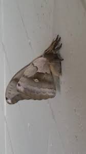 Maybe you would like to learn more about one of these? This Very Large Moth I Just Saw Looks Like A Tarantula With Wings Imgur