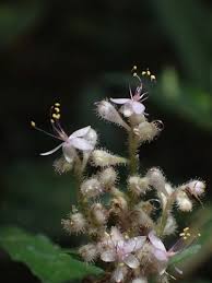 Image result for Floscopa leiothyrsa