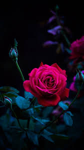 Wallpaper By Artist Unknown Beautiful Rose Flowers Floral Wallpaper Beautiful Flowers Garden
