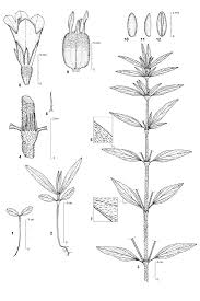 Image result for Spermacoce ruelliae