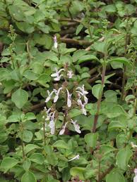 Image result for Aeollanthus