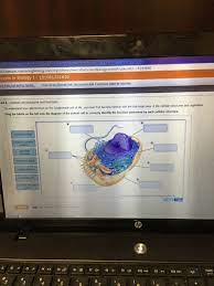 We did not find results for: Animal Cell Structures And Functions To Understand Chegg Com