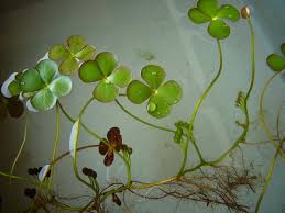 Image result for Marsileaceae