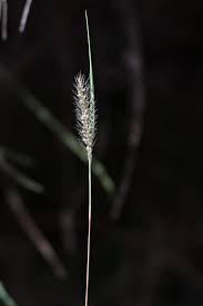 Image result for Melinis macrochaeta