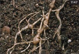 You can purchase nematode species specifically for killing slugs at your local gardening store. Root Knot Nematode An Overview Sciencedirect Topics