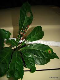 Image result for Alchornea hirtella