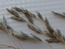 Image result for Eragrostis curvula