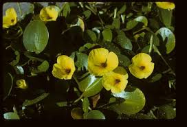 Image result for Nymphoides senegalensis