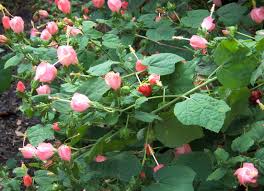 Save 80%, fast shipping, dug fresh and all plants are mature and blooming age. Turk S Cap Named New Texas Superstar Agrilife Today