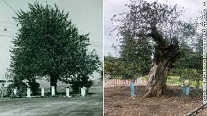 Dig a hole large enough so the roots can spread out. Old Apple Tree In Vancouver Washington Dies At Age 194 Cnn