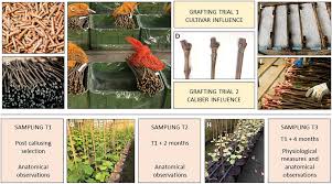 Image result for graft grape vines