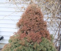 Position your stencils on each piece of burlap. Tips On Protecting Your Evergreens For Winter The Tree Center