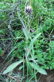 Image result for Macledium zeyheri