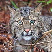 Seal point lynx point kittens. Bobcat