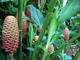 Honeycomb Ginger Floral Style Honeycomb Flowers