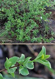 Image result for Afrocanthium mundianum
