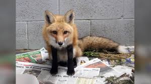 Healthy And Trained Fennec Fox For Sale At Affordable Prices.