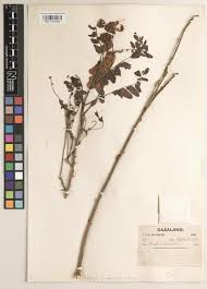 Image result for Olea chimanimani