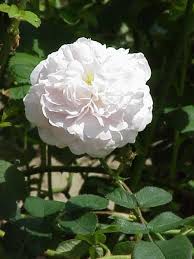 File Rosa Alba2 Jpg Wikipedia The Free Encyclopedia White Climbing Roses Rose Bush Heritage Rose