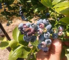 We pride ourselves on the quality and range of our products, and boast some of the lowest prices in town. Berry Bake Northwest Blueberry Raspberry Blackberry Crops Might Be Roasted From The Heat Wave Northwest Public Broadcasting