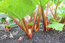 Try mulching the plants to help keep the roots cool and moist in. How To Grow And Care For Rhubarb Plants Gardener S Path