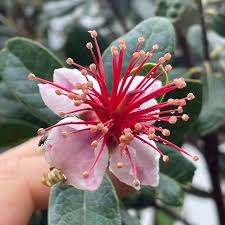 Image result for Feijoa sellowiana