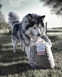 He is no longer in sickness now. 84 Malamutes Ideas Malamute Alaskan Malamute Puppies