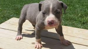 Jun 25, 2021 · american pit bull terrier dogs for adoption in indiana, usa, page 1 (10 per page) puppyfinder.com is proud to be a part of the online adoption community. Pitbull Puppies For Sale Indiana