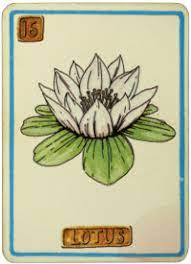 Select 3 different cards by hovering over. Daily Card Reading Lotus Cartouche Tarot