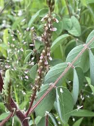 Image result for Indigofera astragalina