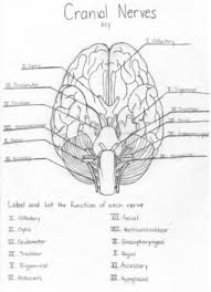 We did not find results for: Cranial Nerves Labeling Worksheet With Key By Heather Boyle Tpt