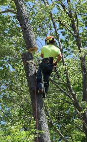 Albany tree & property service has been actively involved in the arboriculture and forestry industries for 30 years, which has included continuous training, thousands of hours of work, and staying. Tree Removal In The Albany And Surrounding Areas