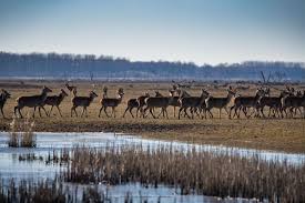 Doeg Edelherten Hallo Vogels Zo Gaat Staatsbosbeheer De Oostvaardersplassen Beheren Lelystad Destentor Nl