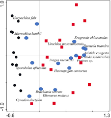 Image result for Aristida scabrivalvis