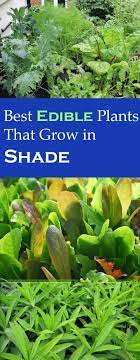 Summer squash has a thin edible skin and includes the dark green zucchini types and yellow squash. Edible Plants That Grow In Shade Edible Plants Growing Vegetables Indoor Vegetable Gardening