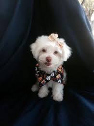 Check spelling or type a new query. Fluffy Malt Bichon Frise 8 Weeks Old With Rare Blue Eyes For Sale In Fort Lauderdale Florida Classified Americanlisted Com