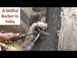 People use to sit on the back of camel for riding in 8) in desert, camel can attain a speed of 65km/hr for shorter period but can maintain speed of 40km/hr. Camel Shearing By Indian Barber With Machine Showing Hair Carving Design Patterns Youtube