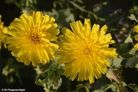 Image result for Launaea