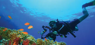 Scuba Diving Barbados Pocket Guide