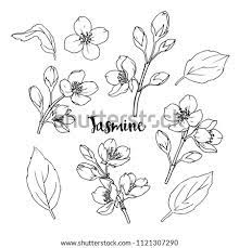 Artstation jasmine flowers,hand drawn sketch, olga how to draw jasmine flower easy drawings, flower drawing jasmine sylvia adlı kullanıcının pencil art panosundaki Jasmine Flower Drawing At Getdrawings Free Download