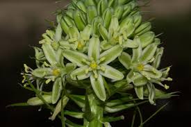 Image result for Ornithogalum pulchrum