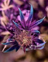 Pin On I Love You Mary Jane