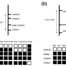 2*3*8=6*8 and 'kw0f'!='kw0f%, testing and 2*3*8=6*8 and btdh=btdh, testing' and. Pdf Mouse Mutants Carrying Deletions That Remove The Genes Mutated In Coffin Lowry Syndrome And Lactic Acidosis