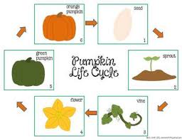 free pumpkin life cycle