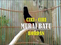 Mau tau ada berapa jenis burung murai batu bordan yang ada dialam bebas, silahkan simak penjelasan yang ada dibawah sini. Ciri Umum Burung Murai Batu Bordan Beserta Harganya Youtube