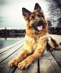The German Shepherd An Intelligent And Courageous Working Dog German Shepherd Pictures German Shepherd Photography German Shepherd Dogs
