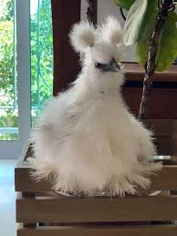 Pin By Kratos Nariko On Kus In 2020 Beautiful Chickens Cute Chickens Fancy Chickens